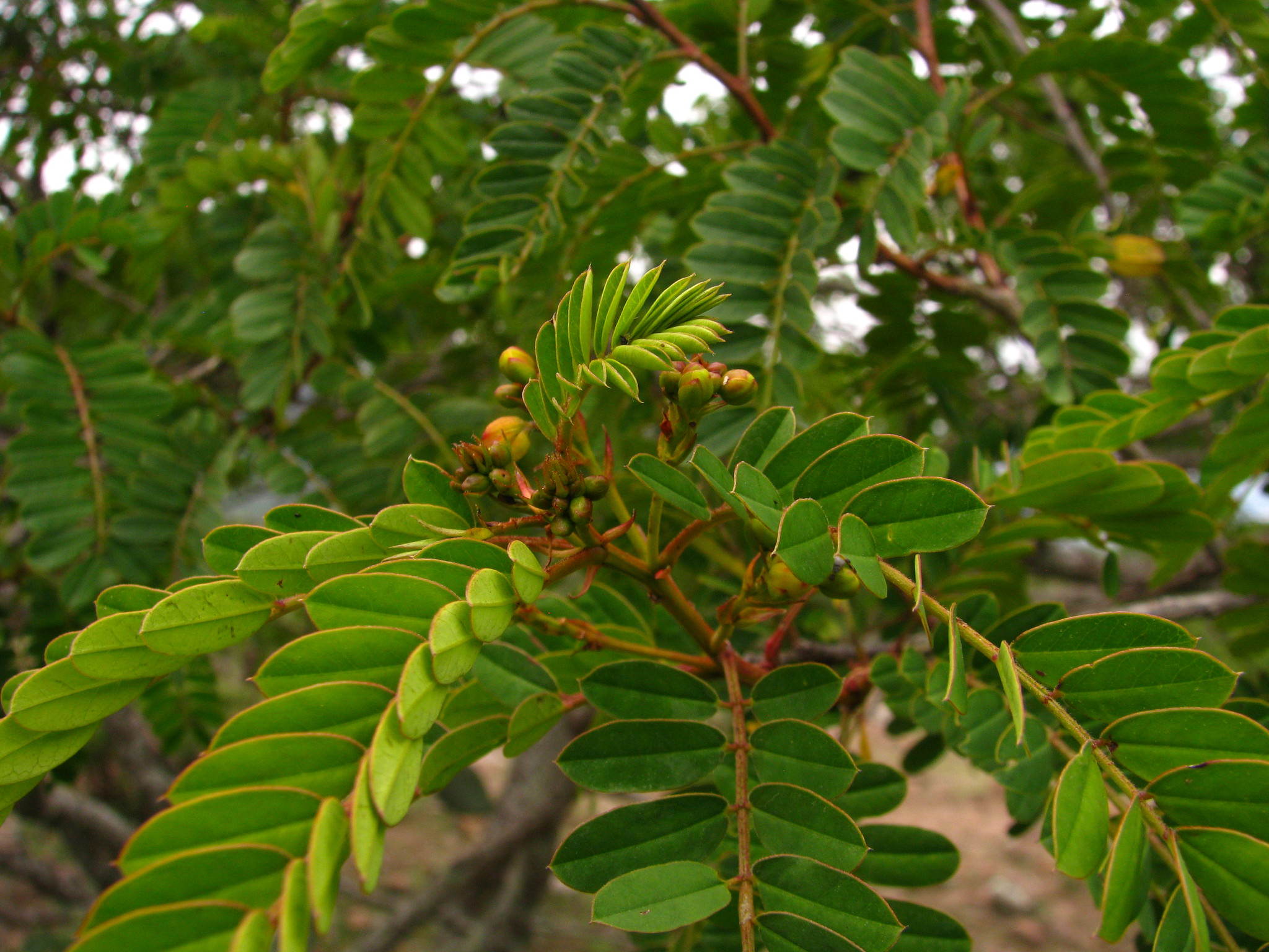 Senna polyantha
